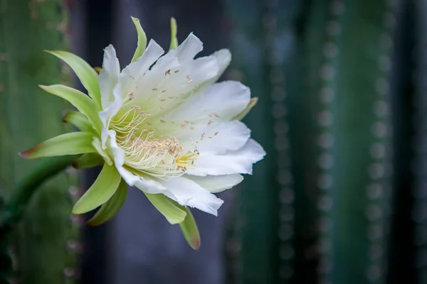 Close Cereus Cactus Flower Blooming Garden — Stock Photo, Image