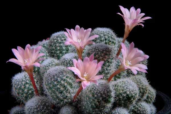 Nahaufnahme Rosa Blume Des Rebutia Kaktus Vor Dunklem Hintergrund — Stockfoto