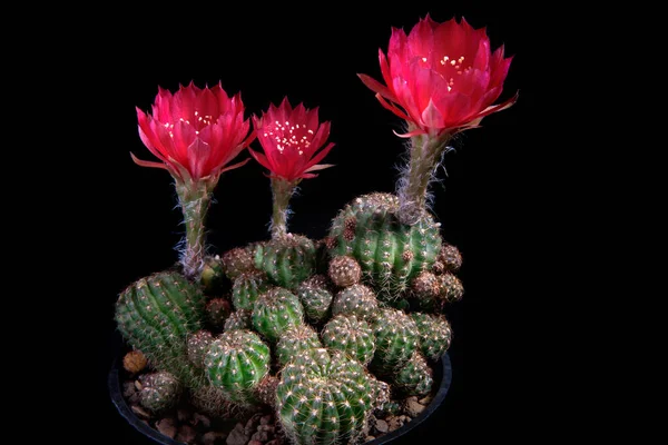 Red Flower Lobivia Cactus Agains Dark Background — Stock Photo, Image