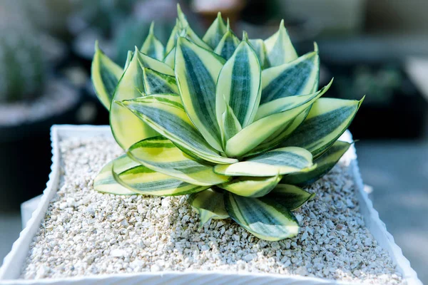 Gele Groene Bladeren Hanii Sansevieria Trifasciata Plantpot — Stockfoto