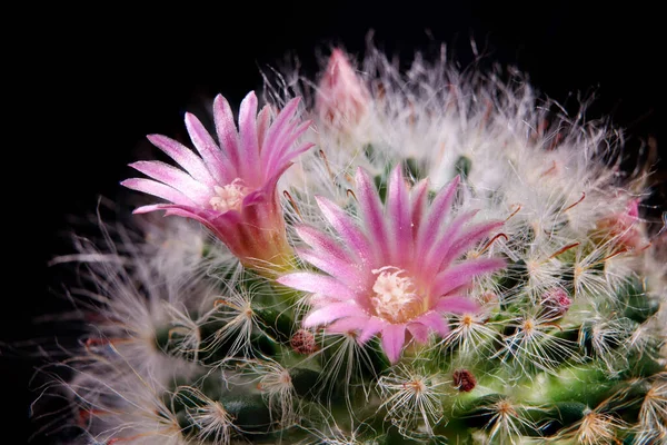 Närbild Rosa Blomma Mammillaria Boscana Kaktus — Stockfoto