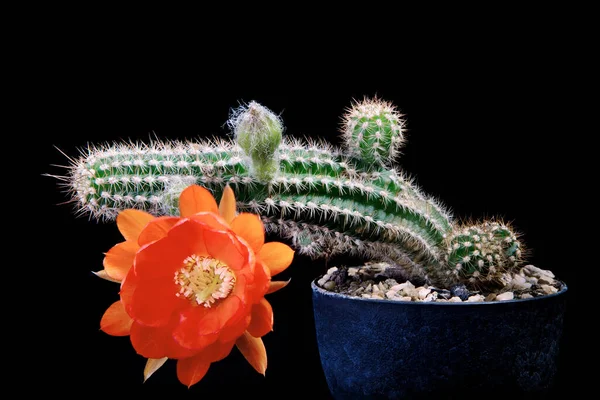 Orange Flower Echinopsis Cactus Blooming — Stock Photo, Image