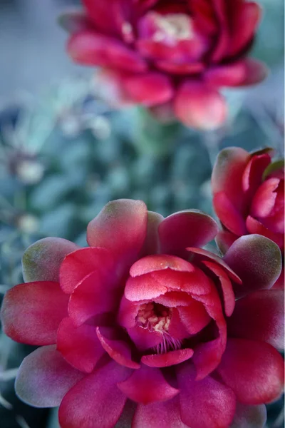 Zblízka Červená Květ Gymnocalycium Baldianum Kaktus — Stock fotografie