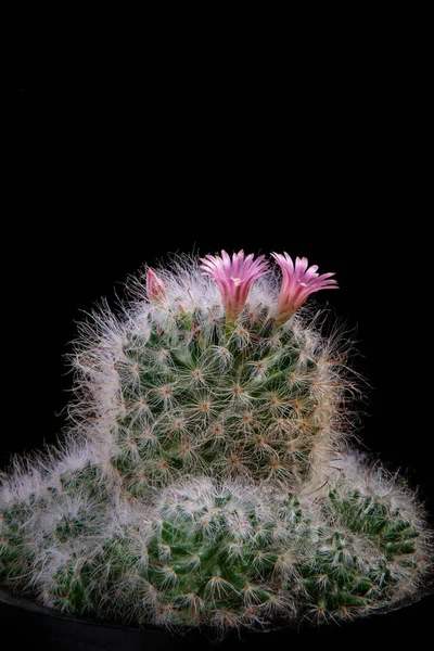 Närbild Rosa Blomma Mammillaria Kaktus — Stockfoto