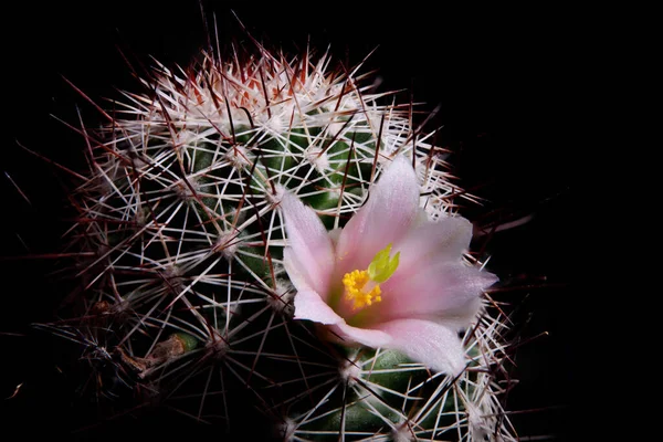 Pink Flower Mammillaria Cactus — Stock Photo, Image
