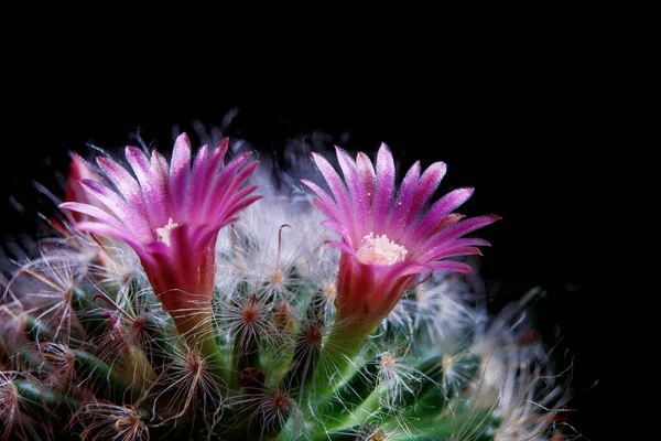 Nahaufnahme Rosa Blume Von Mammillaria Kaktus Blüht — Stockfoto