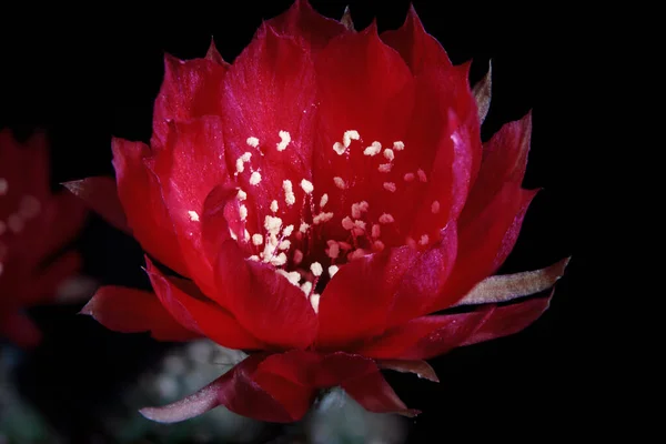 Flor Vermelha Lobivia Cacto Agains Fundo Escuro — Fotografia de Stock