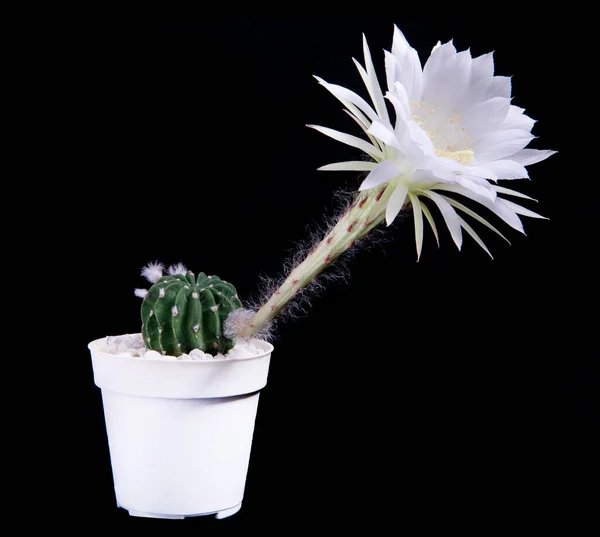 Echinopsis Cactus White Flower Blooming Planting Pot — ストック写真