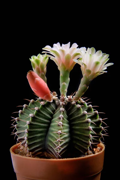 Närbild Gym Nocalycium Mihanovichii Kaktus Blomma Blommar — Stockfoto