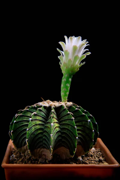 Gymnocalycium Mihanovichii Lb2178 Kaktus Pflanztopf — Stockfoto
