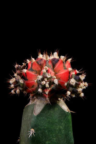 Transplantatie Hybride Gymnocalycium Cactus Met Studioverlichting — Stockfoto