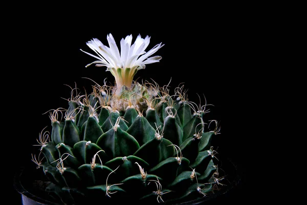 Närbild Obregonia Denegrii Eller Kronärtskocka Kaktus Med Whtie Blomma Blommar — Stockfoto