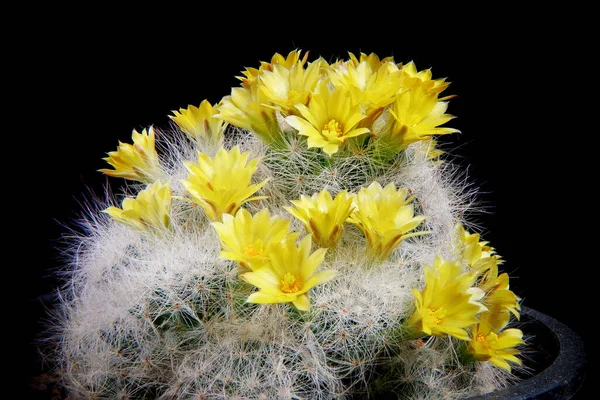 Mammillaria Kaktus Gelb Blühende Blume — Stockfoto