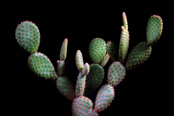 Opuntia Microdasys Punto Amarillo Con Iluminación Estudio — Foto de Stock