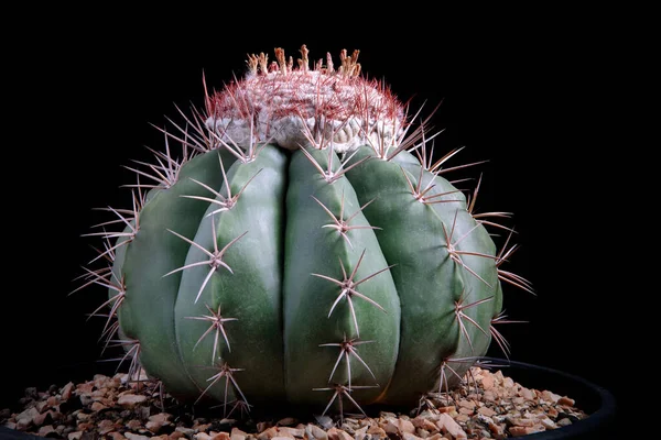 Studio Záběr Melocactus Tmavém Pozadí — Stock fotografie