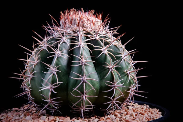 Zblízka Melocactus Studiovým Osvětlením Proti Tmavému Pozadí — Stock fotografie