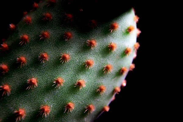 Mělká Hloubka Pole Kaktusové Jehle Opuntia Microdasys — Stock fotografie