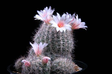 Kapatın Coryphantha kaktüsleri çiçek açıyor.