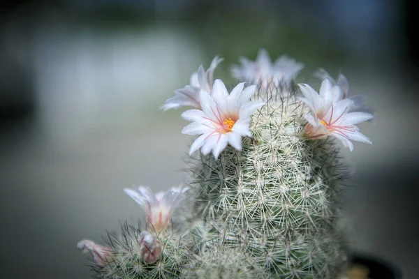 合上仙人掌花开花结果 — 图库照片