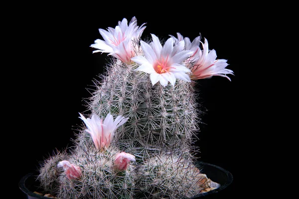 Nahaufnahme Coriphantha Kaktus Blume Blüht — Stockfoto