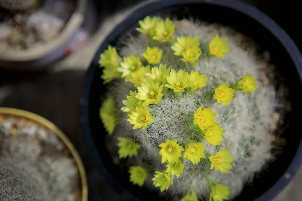 Vista Superior Mammillaria Baumii Flor Amarilla — Foto de Stock