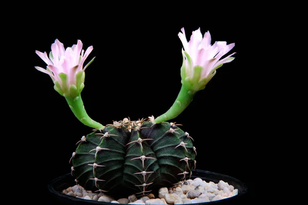 Nahaufnahme Blühende Blume Des Gymnocalycium Lb2178 Kaktus — Stockfoto