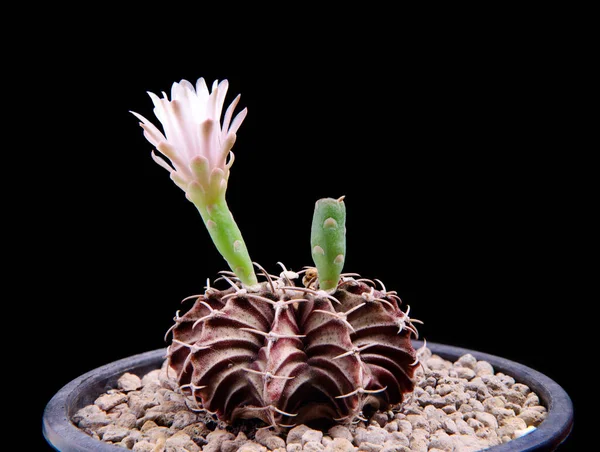 Cactus Gymnocalycium Con Flor Rosa Floreciendo — Foto de Stock