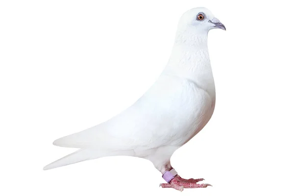 Plume Blanche Pigeon Course Vitesse Isolé Sur Fond Blanc — Photo