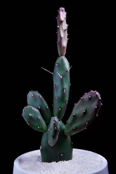 Zblízka Opuntia Canterae Kaktus Květináči — Stock fotografie