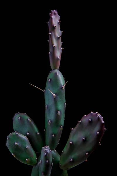 Закрыться Подушечке Opuntia Canterae Cactus Красивым Студийным Освещением — стоковое фото