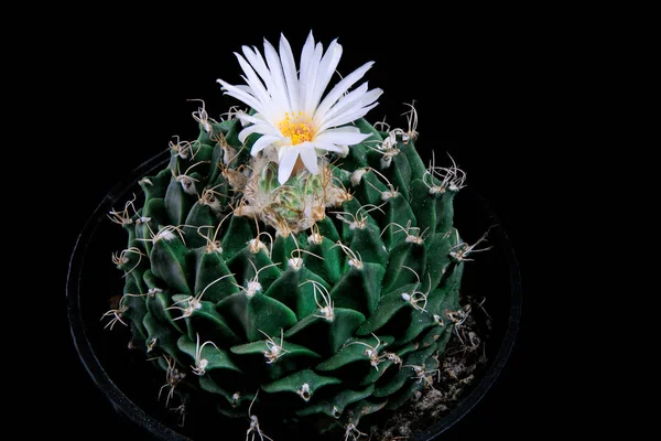 Närbild Obregonia Denegrii Eller Kronärtskocka Kaktus Med Whtie Blomma Blommar — Stockfoto