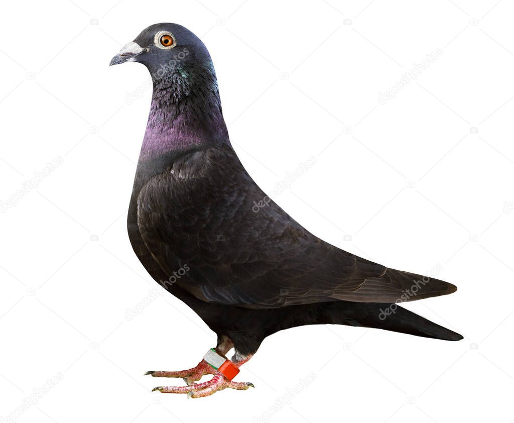 black feather homing pigeon isolated white background