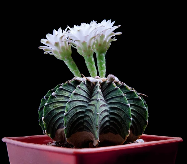 Nahaufnahme Gymnocalycium Kaktusblüte Blüht Vor Dunklem Hintergrund — Stockfoto