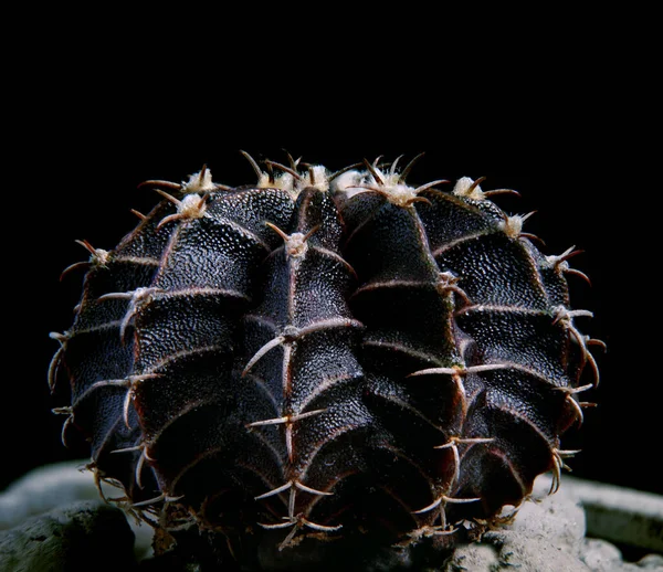 Černá Barva Gymnocalycium Mihanovichii Hybrid Kaktus — Stock fotografie