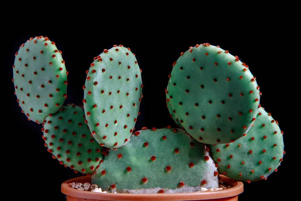 Закрыть Дециал Opuntia Rufida Cactus Горшке Посадки — стоковое фото