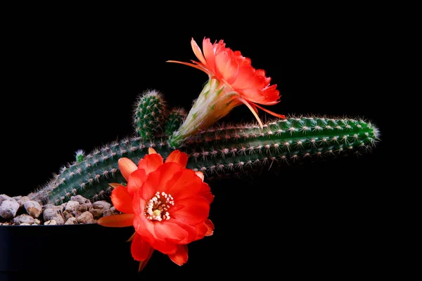 Close Echinopsis Cacto Com Flor Laranja Florescendo Contra Fundo Escuro — Fotografia de Stock