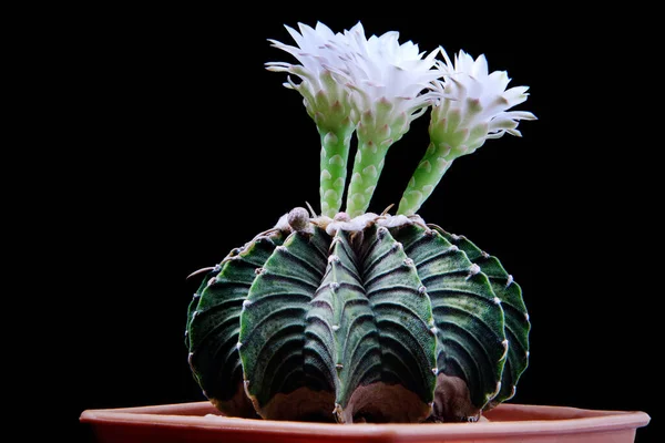 Gymnocalycium Lb2178 Virágzó Kaktuszvirág — Stock Fotó