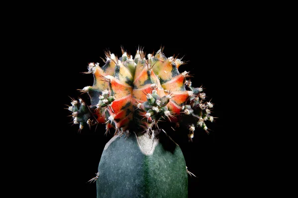 Variegated Gymnocalycium Mihanovichii Cactus Beautiful Studio Lighting — Stock Photo, Image