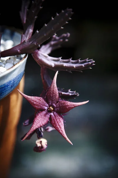 Nahaufnahme Einer Roten Huernia Blume Die Pflanztopf Blüht — Stockfoto