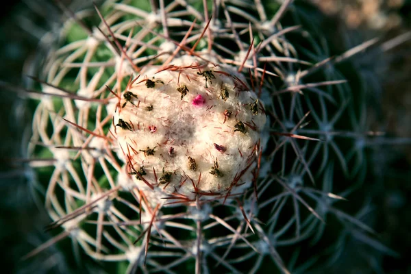 위에서 Melocactus Cephalium — 스톡 사진