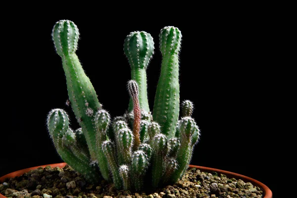 Close Mooie Cactus Planten Pot Tegen Donkere Achtergrond — Stockfoto