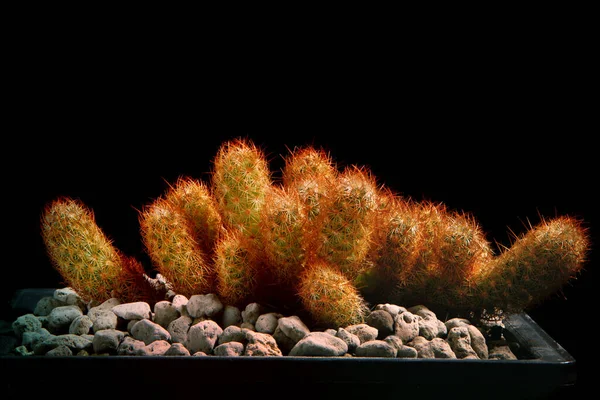 Vicino Mammillaria Cactus Allungata Vaso Semina — Foto Stock