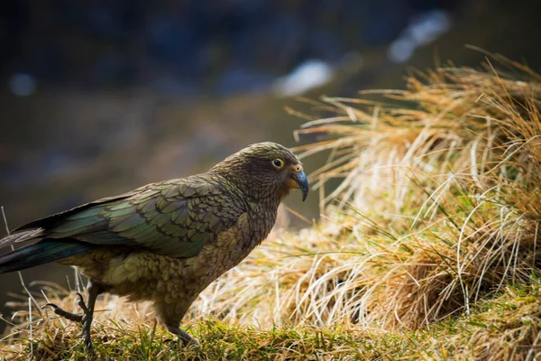 Pájaro Kea Loros Terrestres Isla Del Sur Nueva Zelanda — Foto de Stock