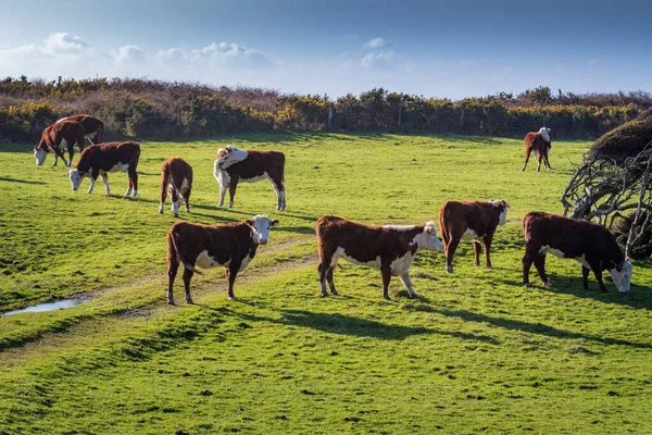 Pecuária Campo Grama Verde Zona Sul Nova Zelândia — Fotografia de Stock