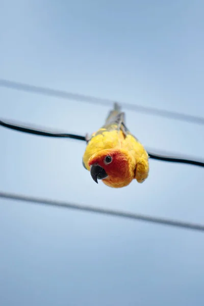 Faccia Ravvicinata Del Sole Conure Pappagallo Appeso Filo Elettrico — Foto Stock