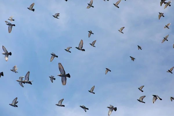 Rebanho Pombo Correio Voando Contra Céu Azul Claro — Fotografia de Stock