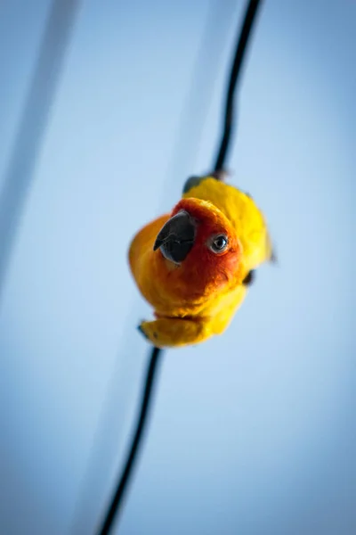 太陽の目を閉じて電気線にぶら下がっているオウム — ストック写真