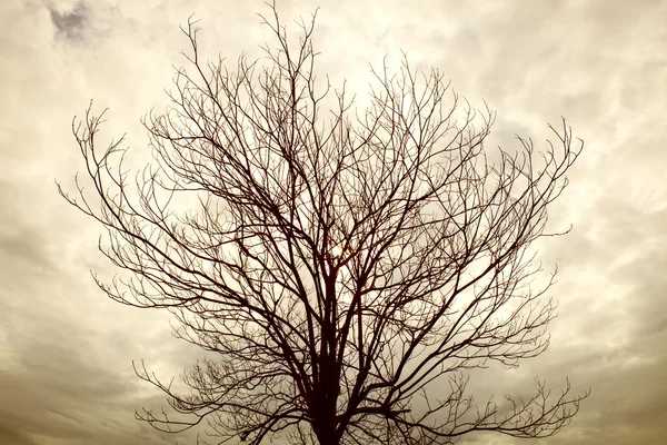 Kuru ağaç dalı ile bulutlu yağmurlu gün — Stok fotoğraf