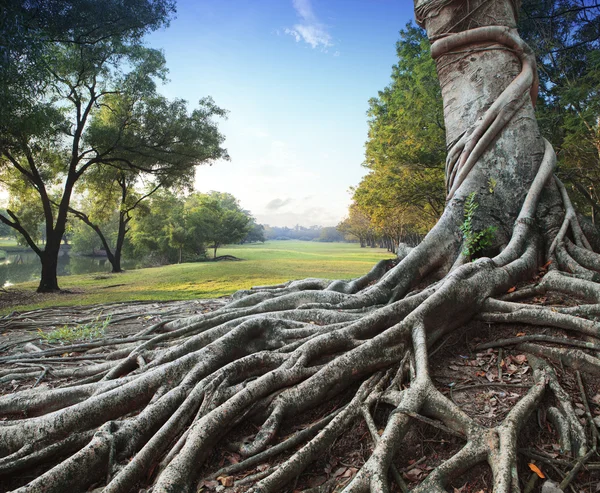Gran árbol de raíz en el parque verde — Foto de Stock