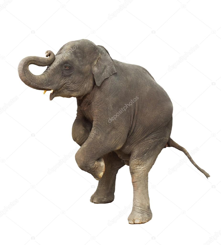 Young asia elephant kid playing lifting front legs to show isola